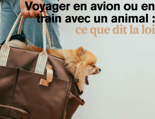 Voyager en avion ou en train avec un animal : ce que dit la loi