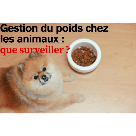 Gestion du poids chez les animaux
