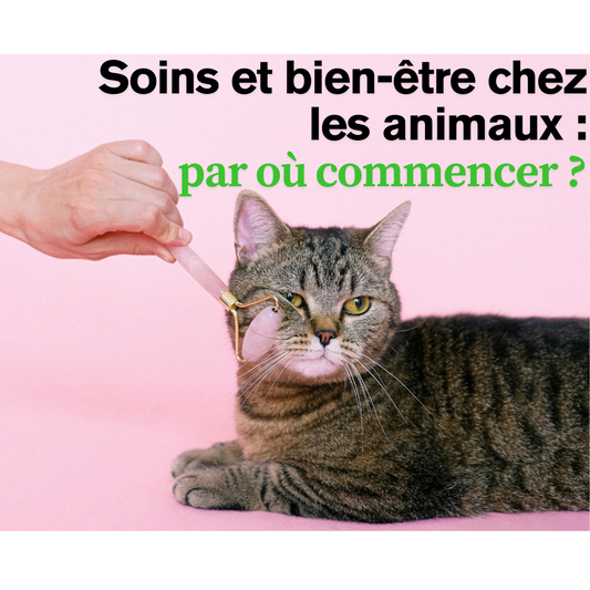 Soins et bien-être chez les animaux 