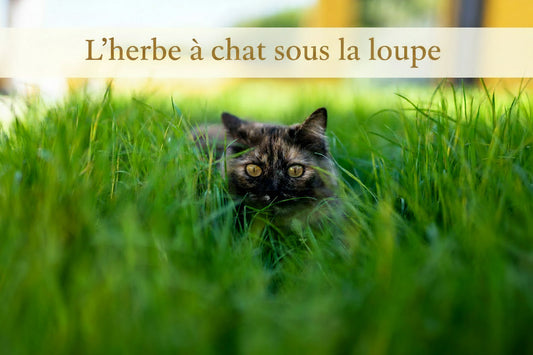 L'herbe à chat sous la loupe