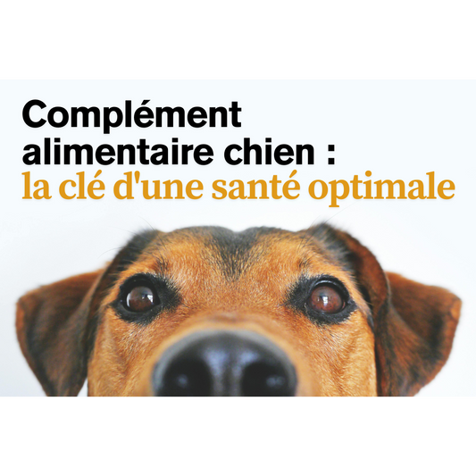 complément-alimentaire-chien