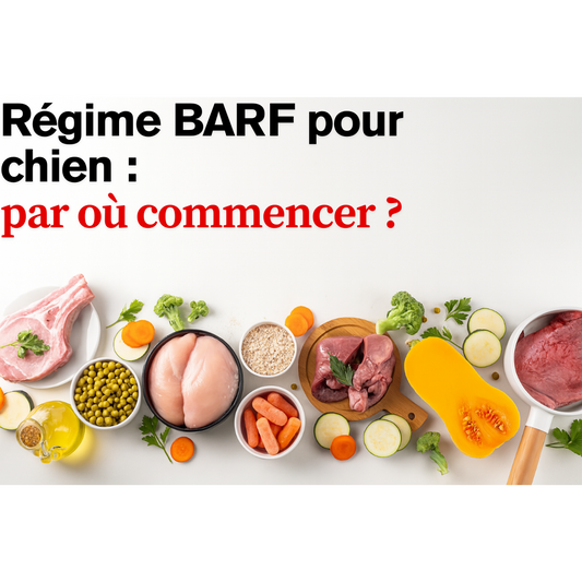 Régime BARF pour chien : par où commencer ?